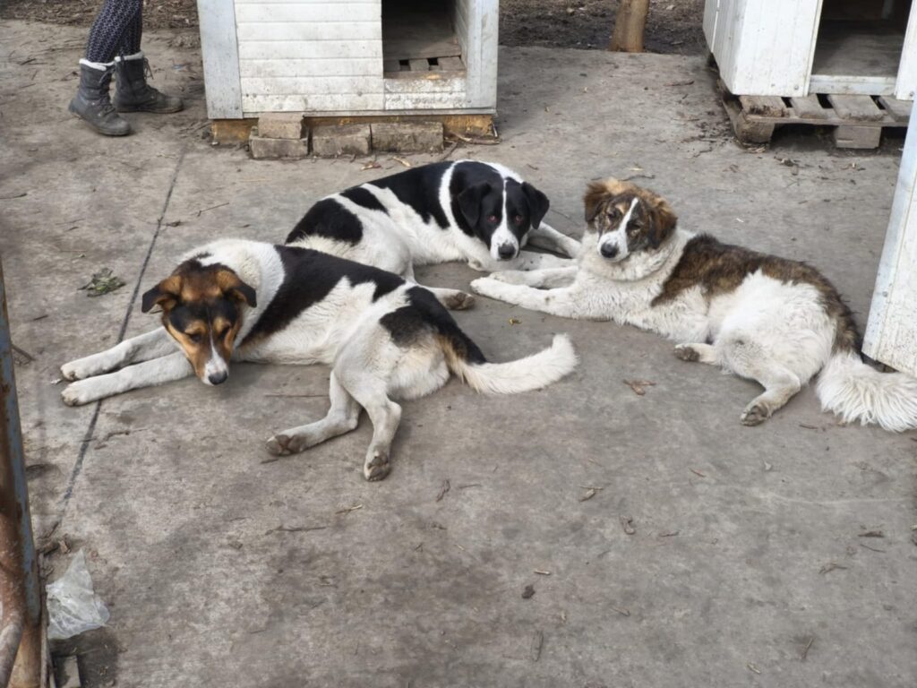 June, Julio, Augustus adoptieren