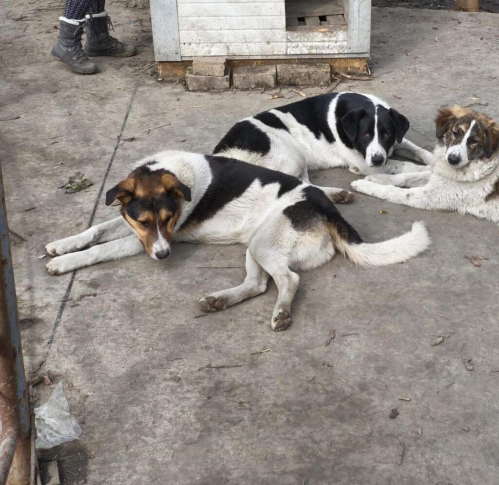 June, Julio, Augustus adoptieren