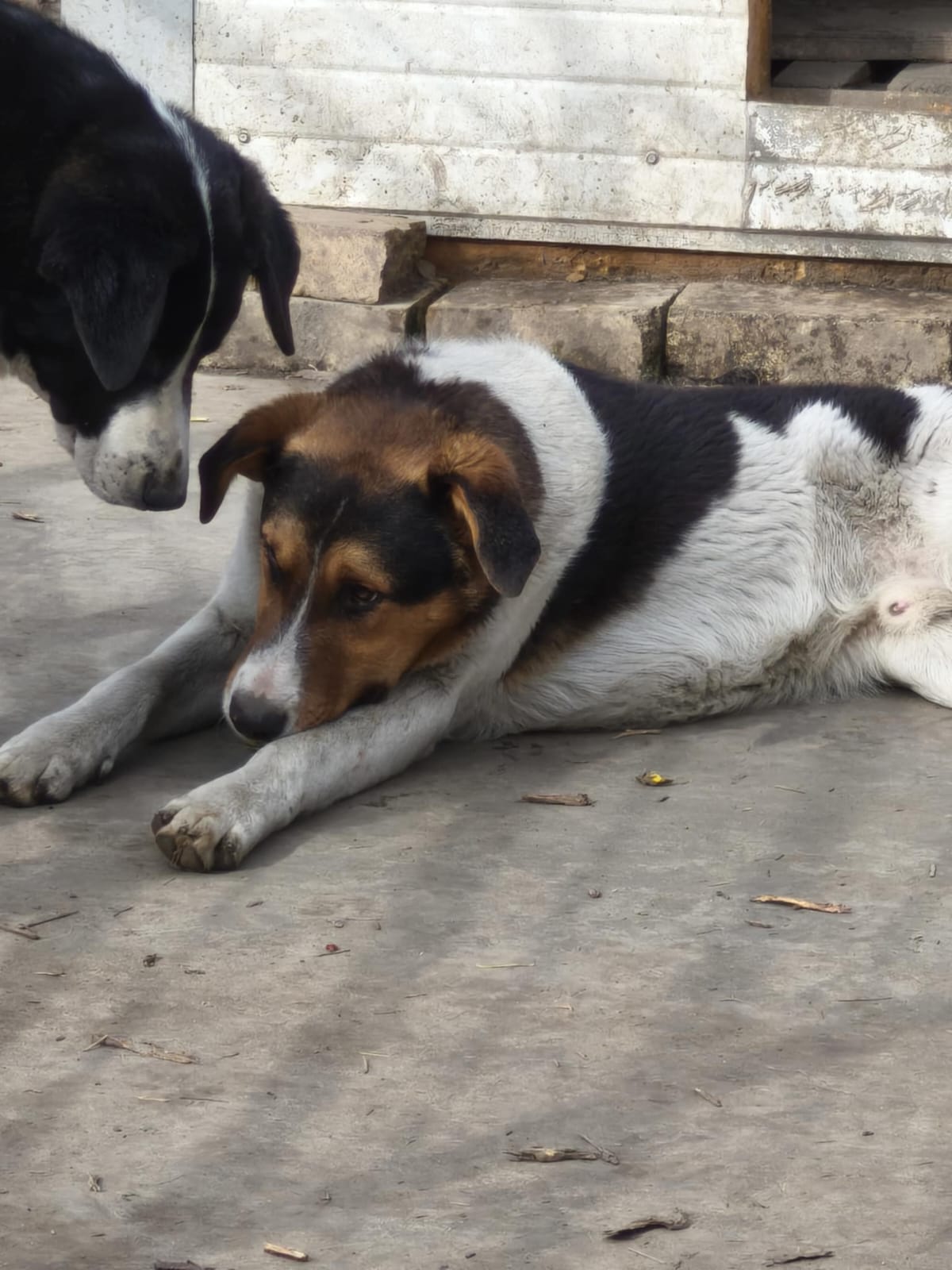 Rüde Augustus adoptieren