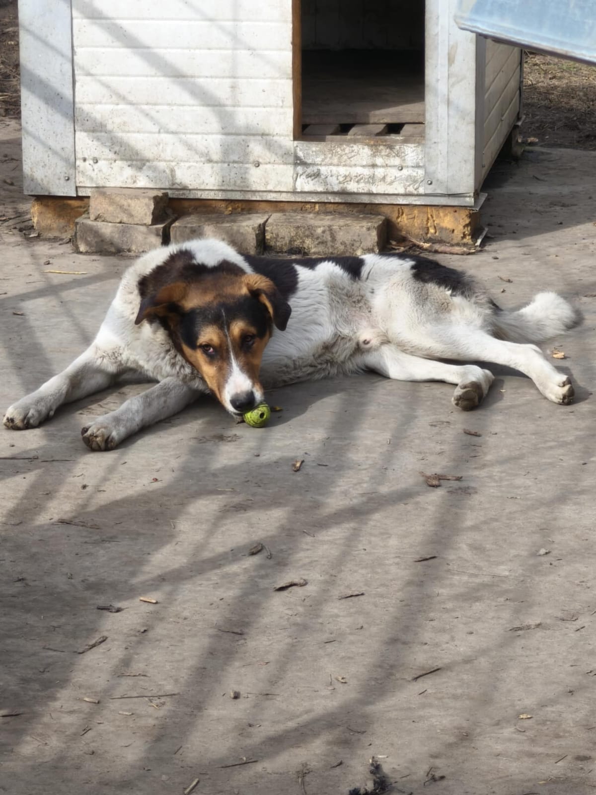 Rüde Augustus adoptieren