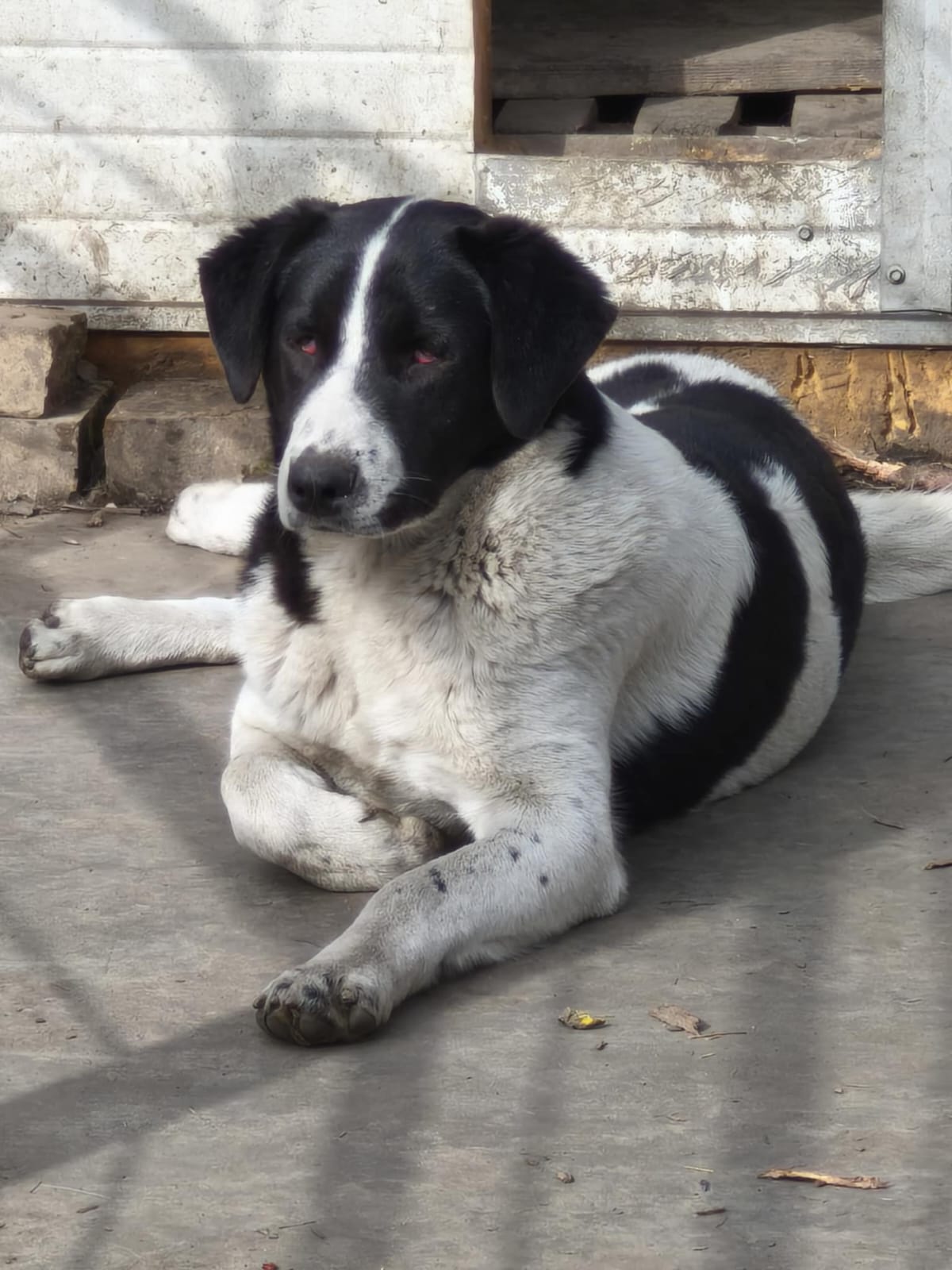 Rüde Julio adoptieren