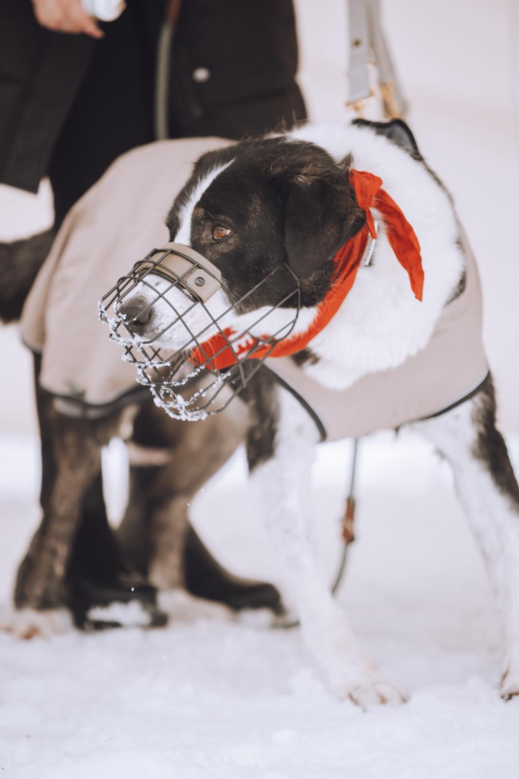 Rüde Michael adoptieren