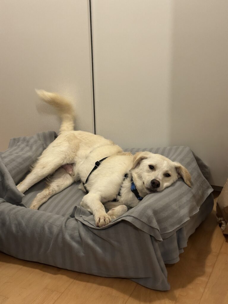 Adoptiere Rüde Mars