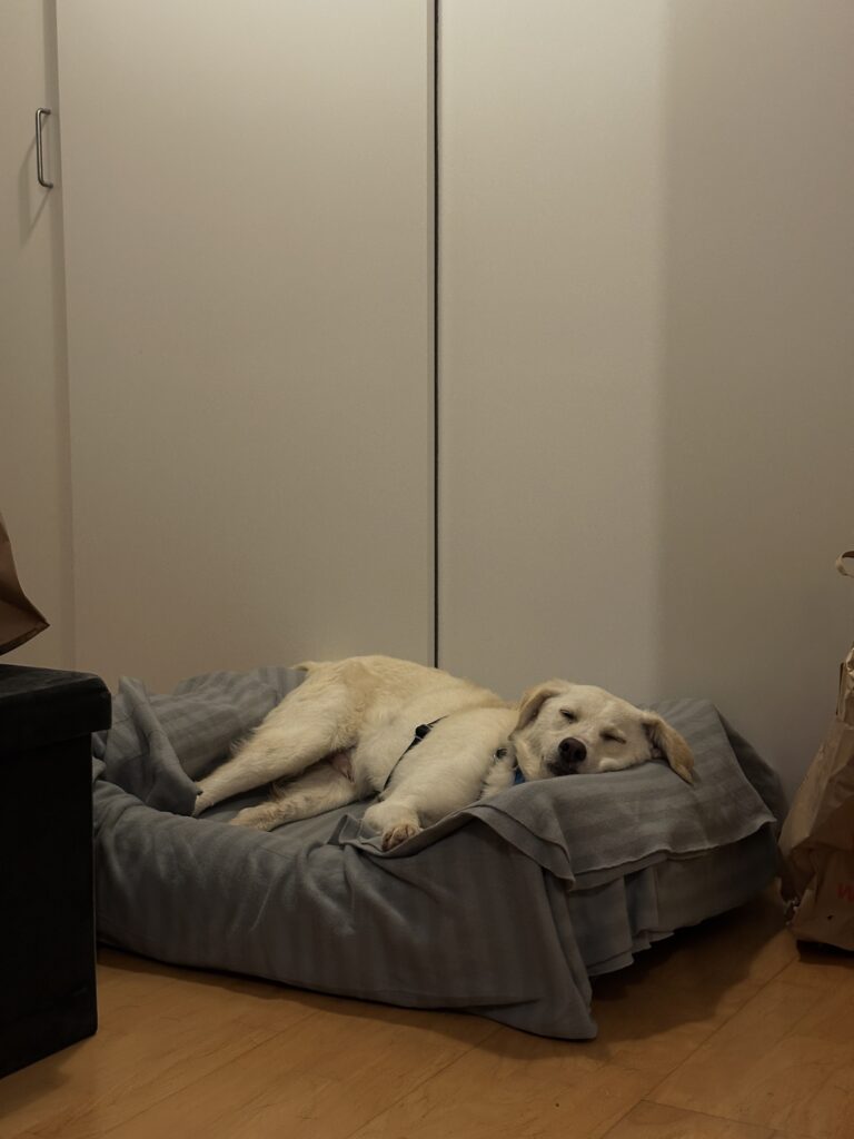 Adoptiere Rüde Mars