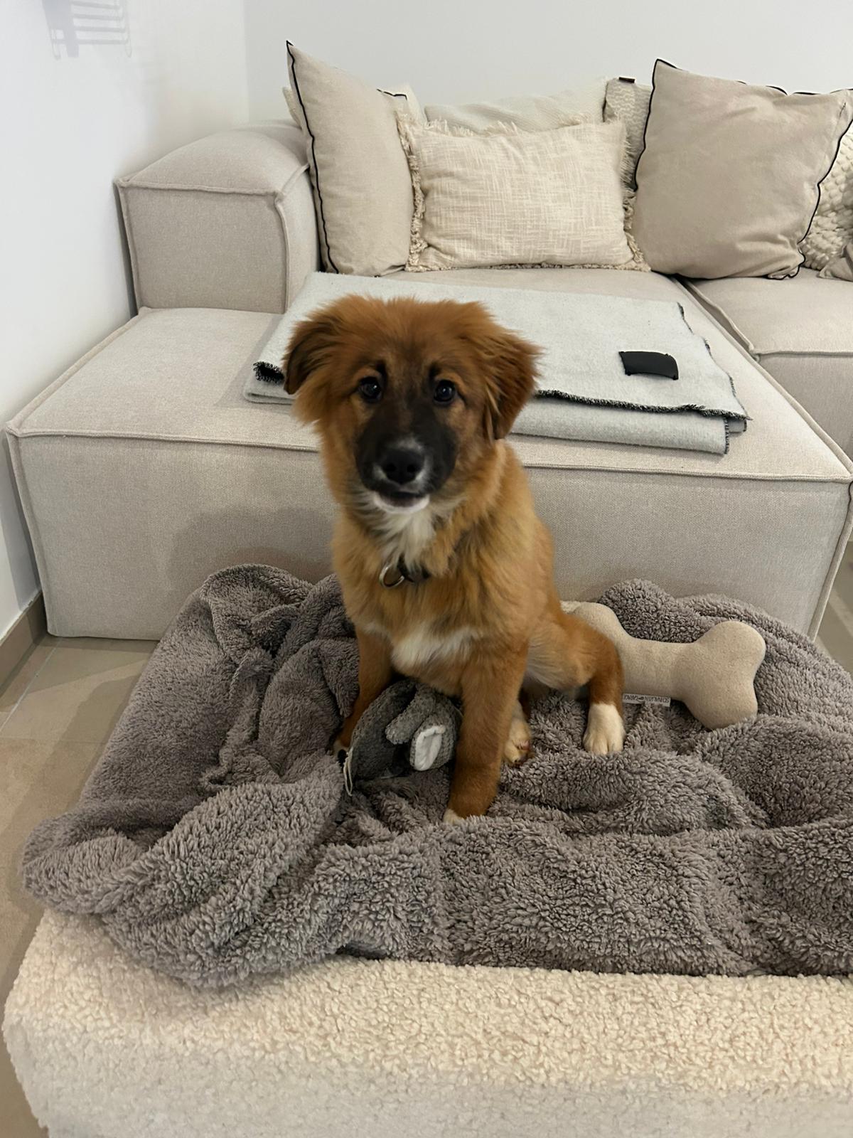 Hündin Meleys adoptieren