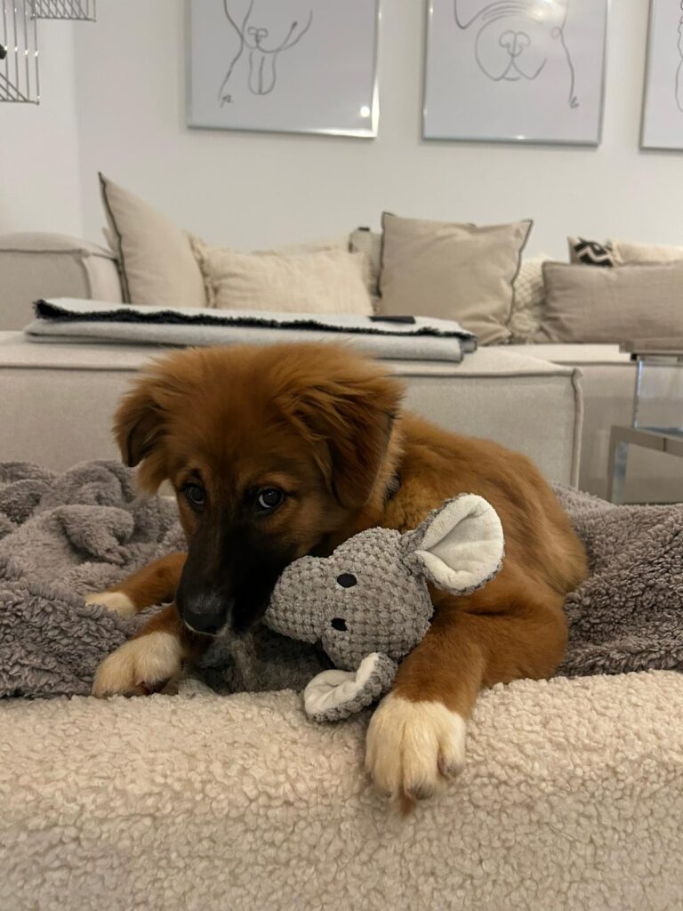 Hündin Meleys adoptieren