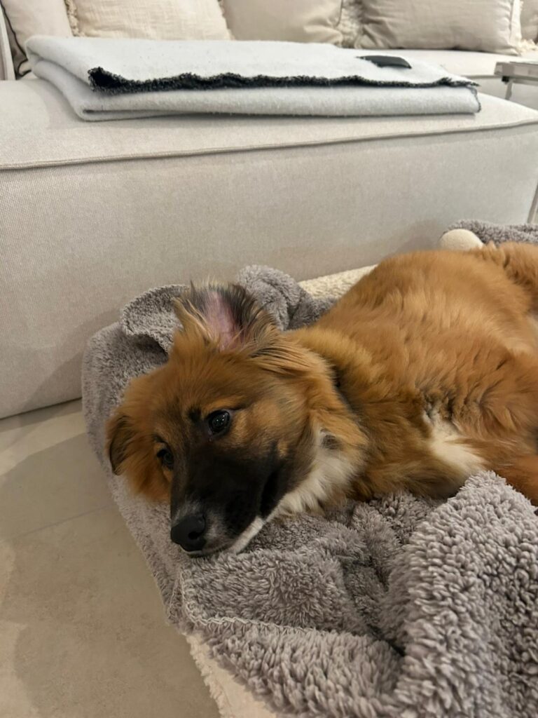 Hündin Meleys adoptieren