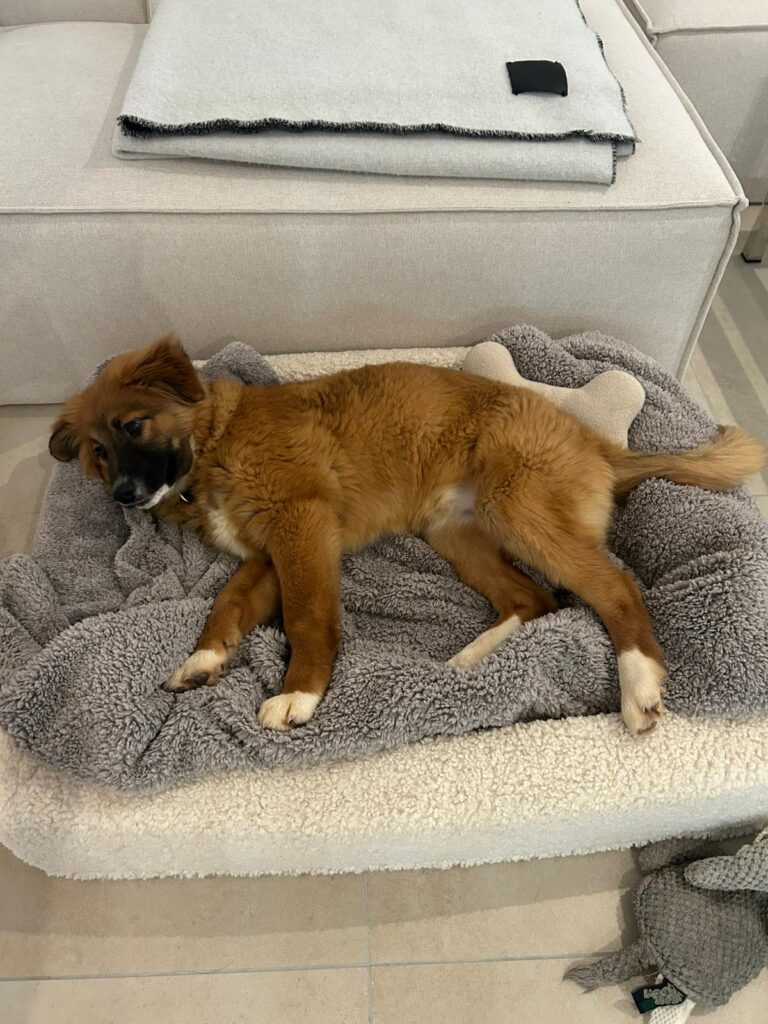 Hündin Meleys adoptieren