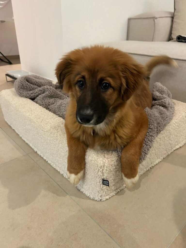 Hündin Meleys adoptieren