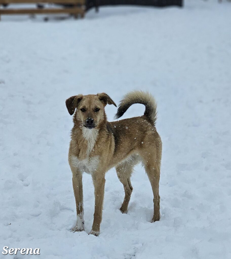 Hündin Serena adoptieren