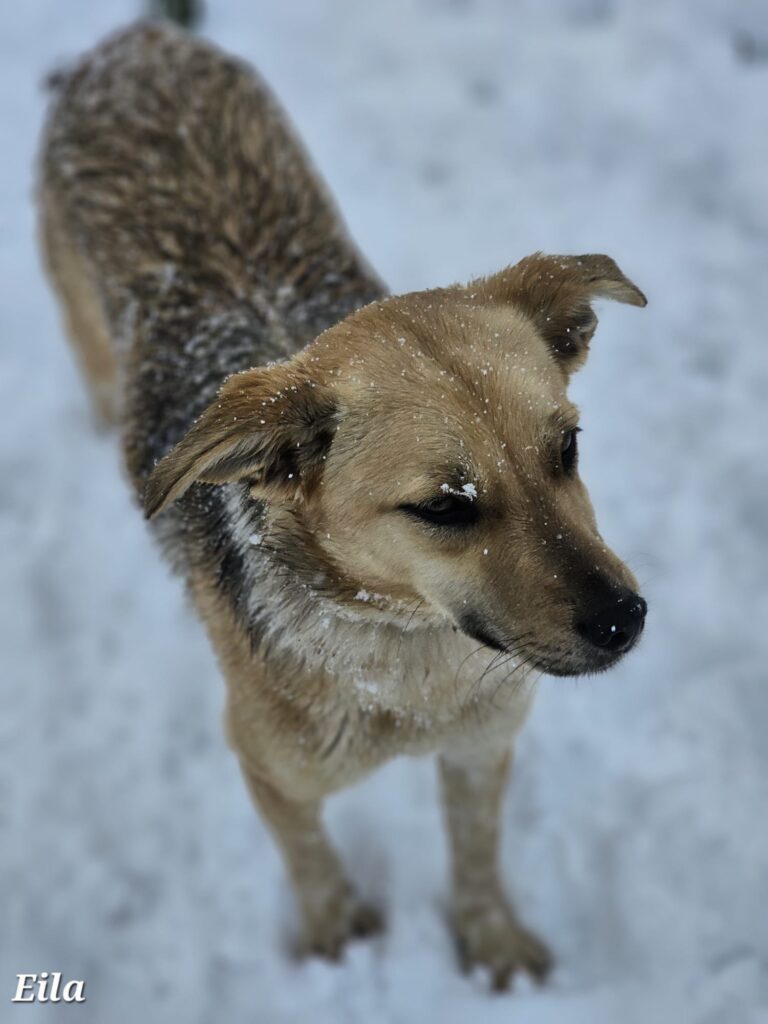 Hündin Eila adoptieren