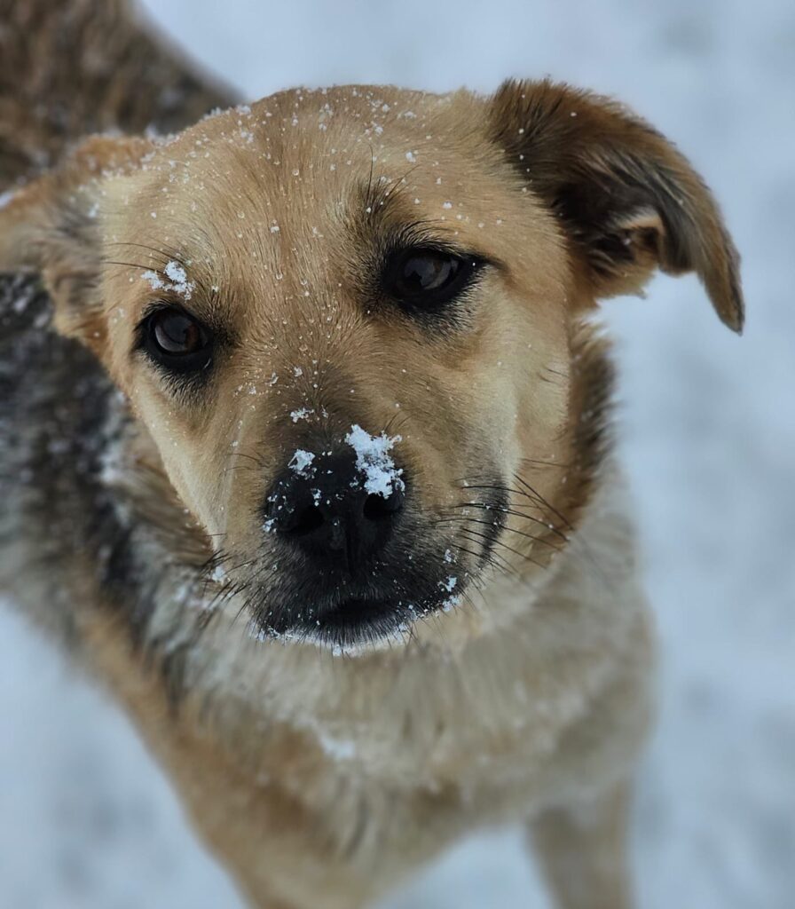 Hündin Eila adoptieren
