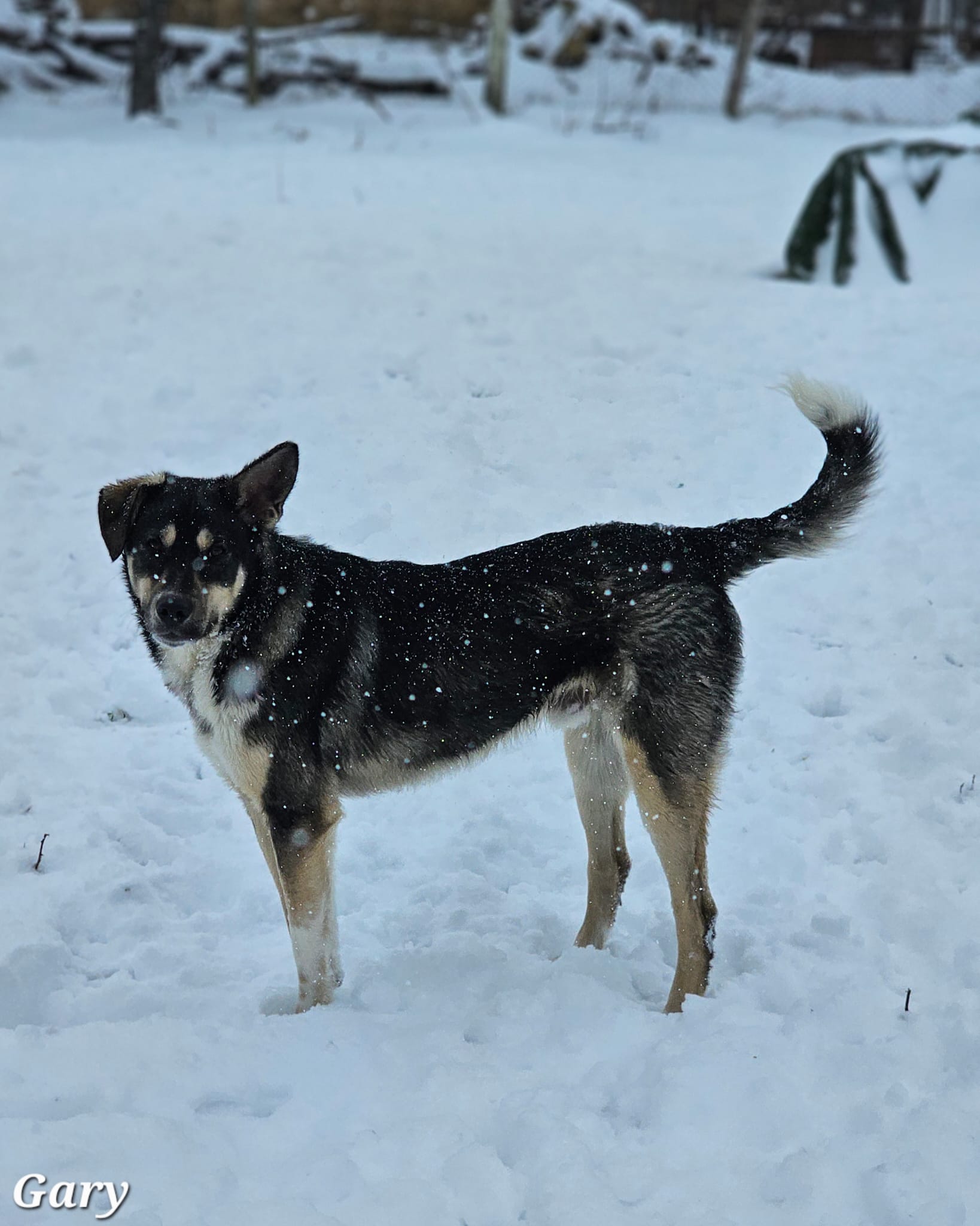 Rüde Gary adoptieren