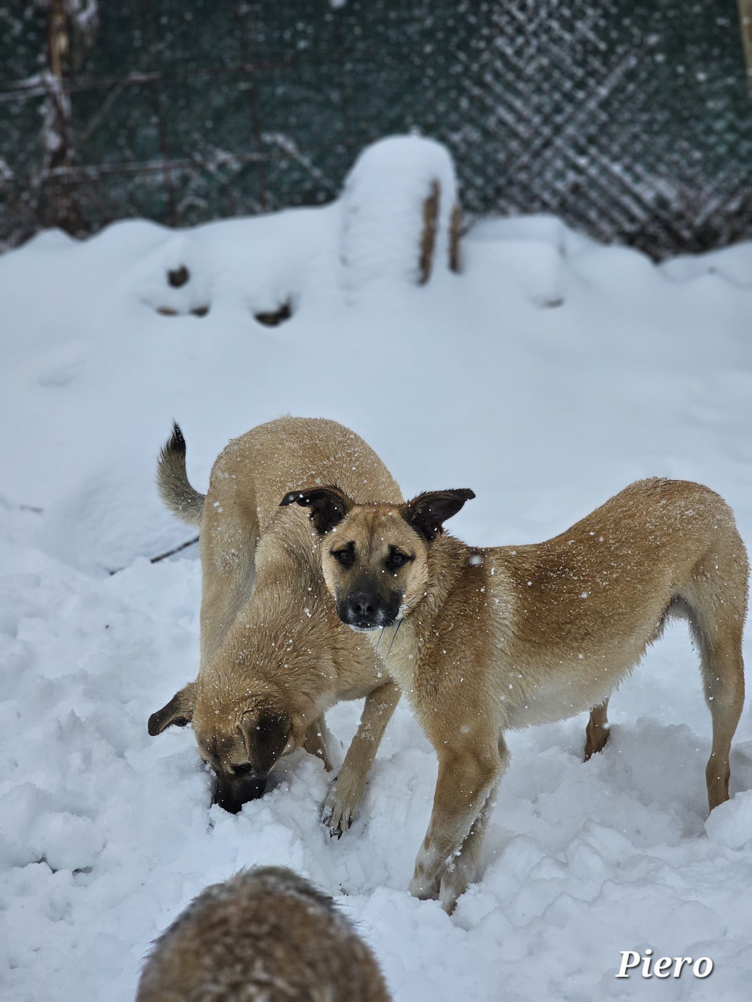 Rüde Piero adoptieren