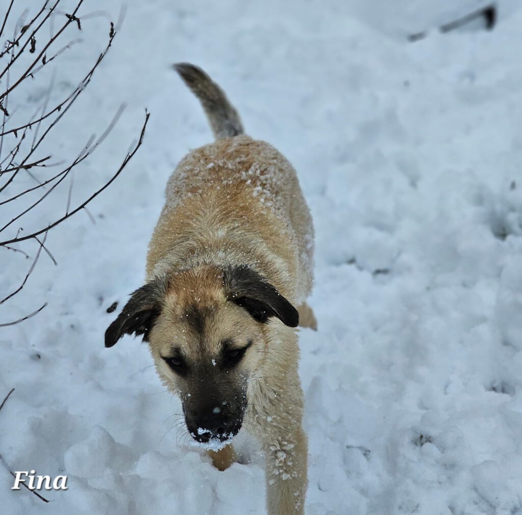 Hündin Fina adoptieren