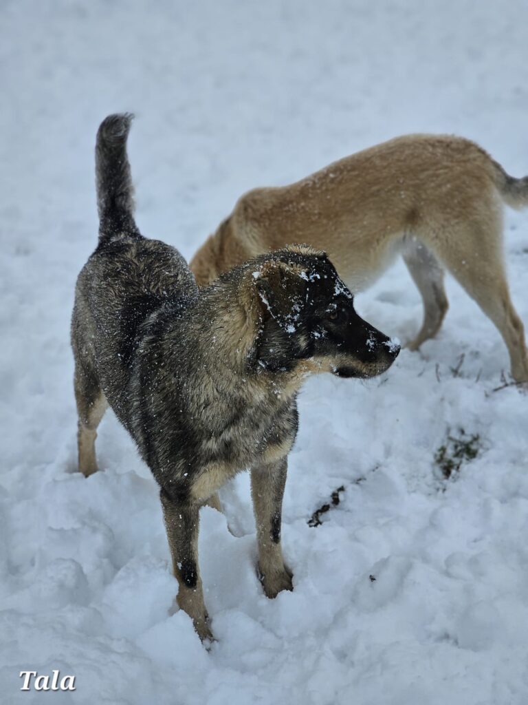 Hündin Tala adoptieren