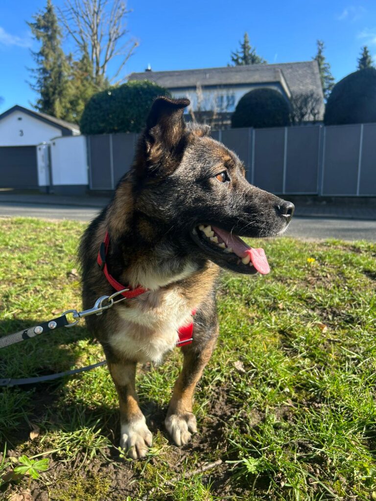 Adoptiere Rüde Lemmy