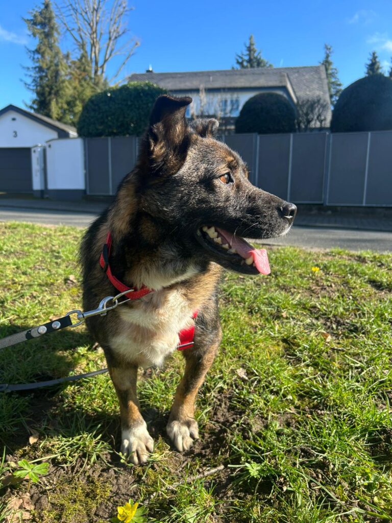 Adoptiere Rüde Lemmy