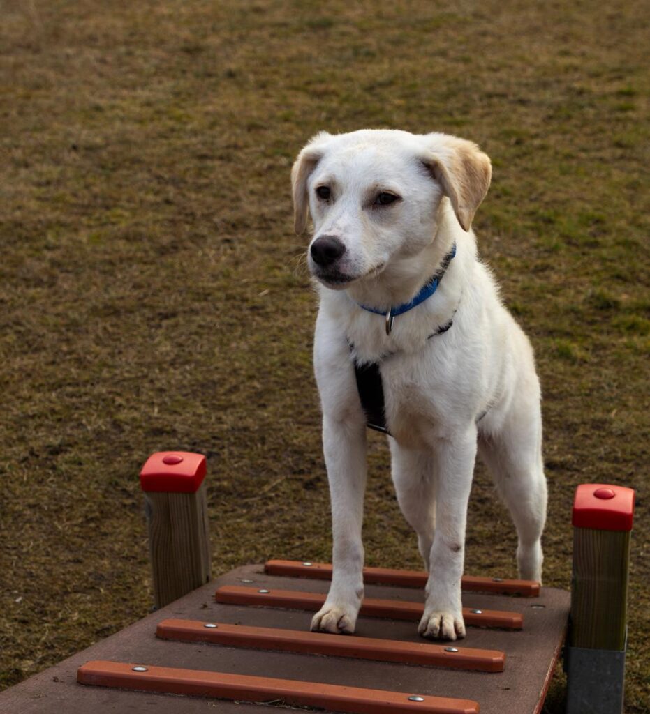 Rüde Mars adoptieren