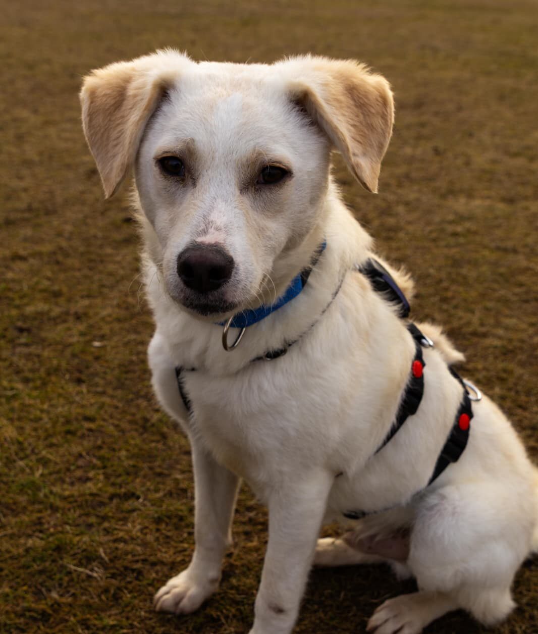 Rüde Mars adoptieren