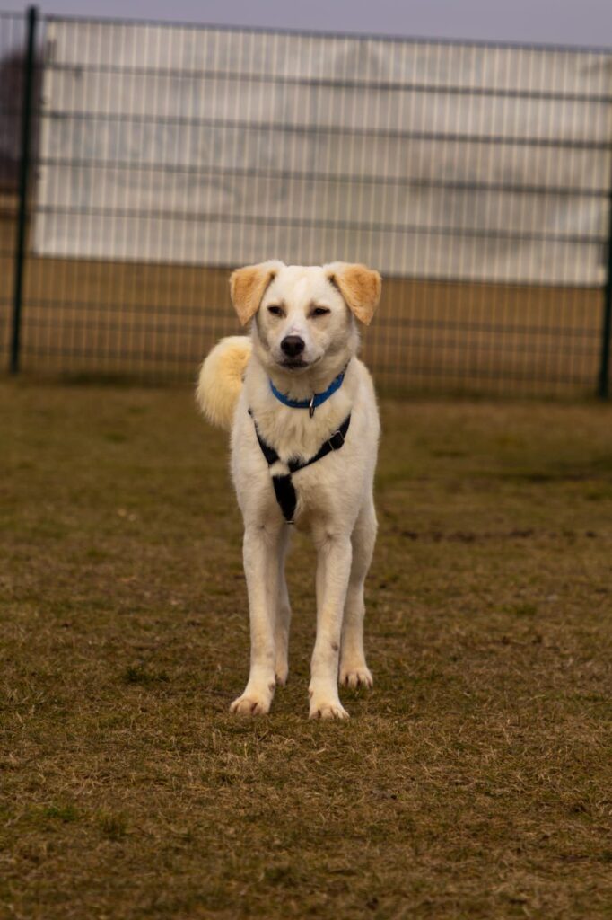 Rüde Mars adoptieren