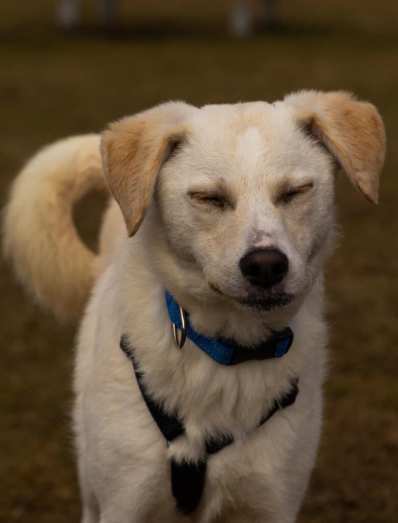 Rüde Mars adoptieren