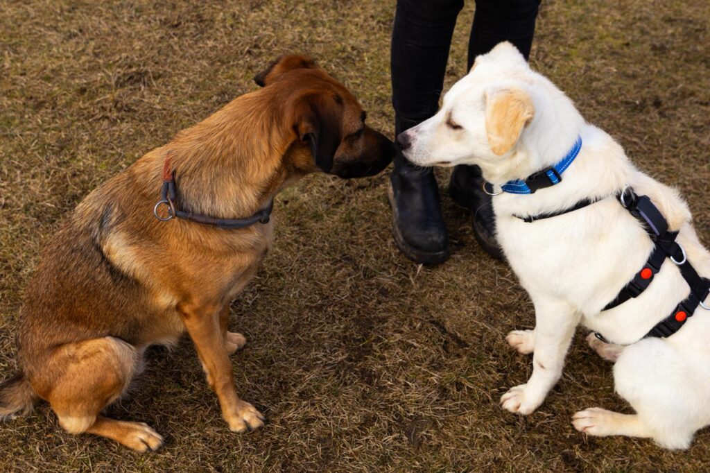 Rüde Mars adoptieren
