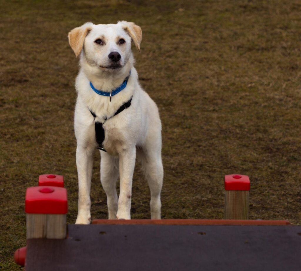 Rüde Mars adoptieren