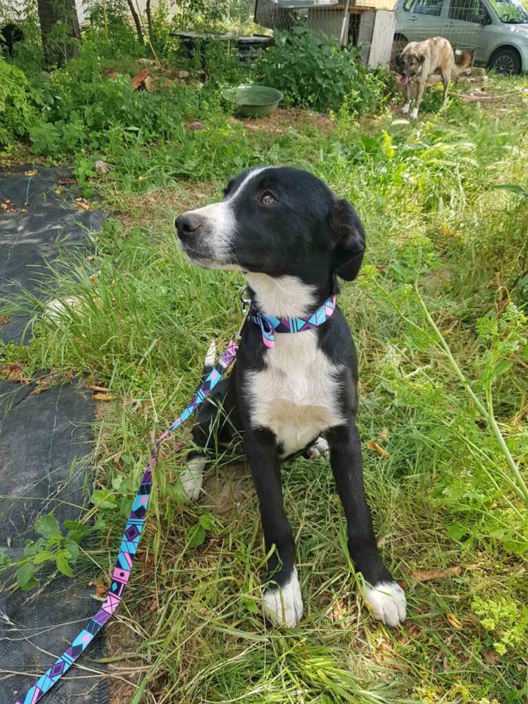 Hündin Poppy adoptieren