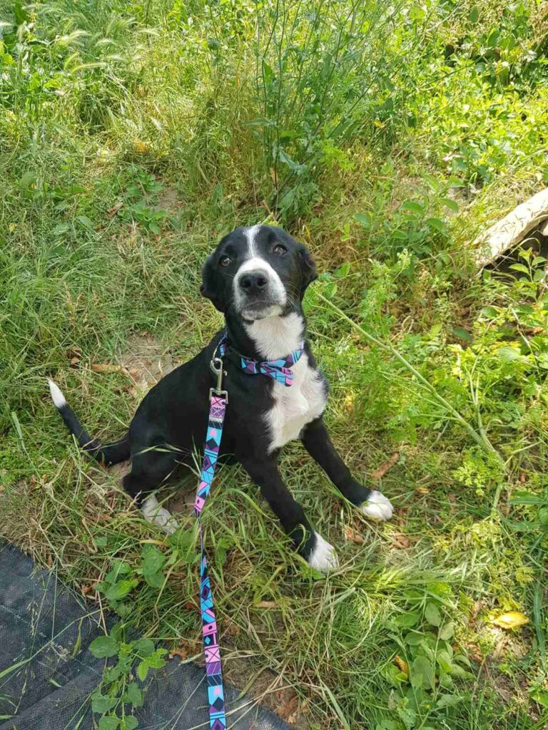 Hündin Poppy adoptieren