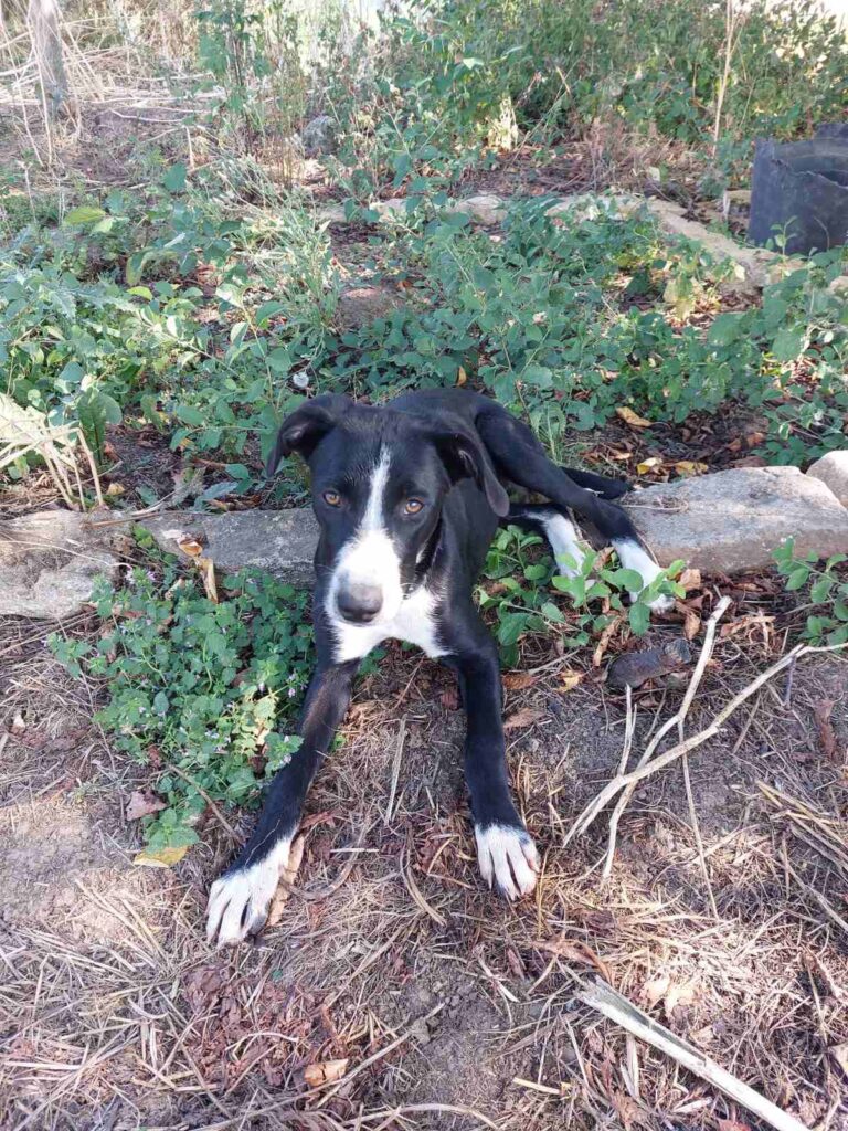 Hündin Poppy adoptieren