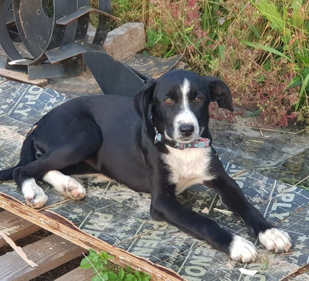 Hündin Poppy adoptieren