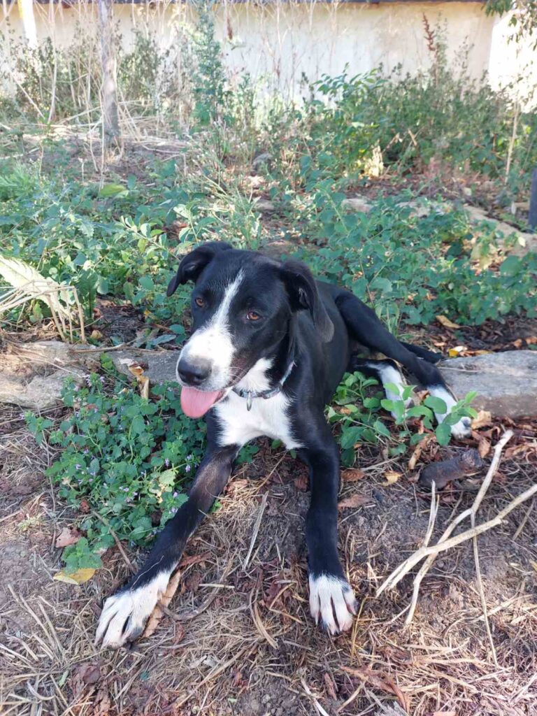 Hündin Poppy adoptieren