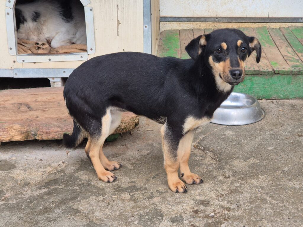 adoptiere Rüde Matti