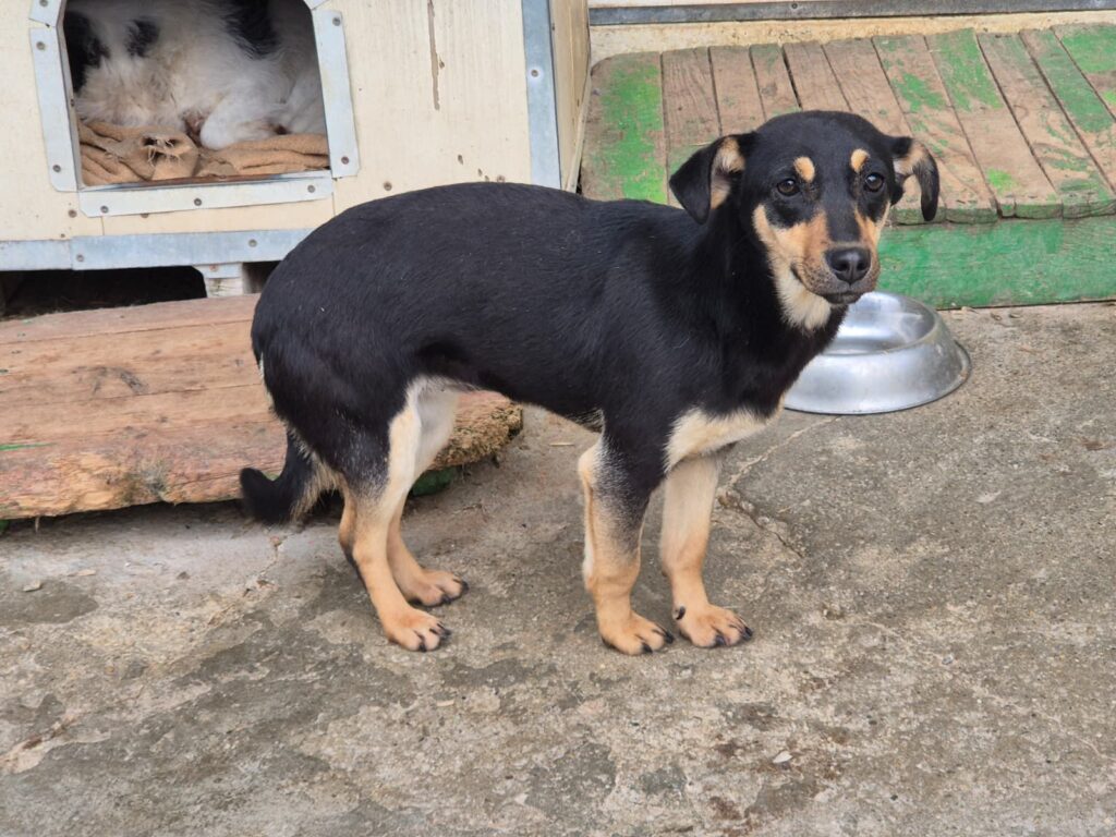 adoptiere Rüde Matti