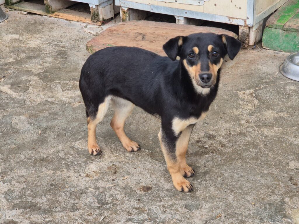 adoptiere Rüde Matti