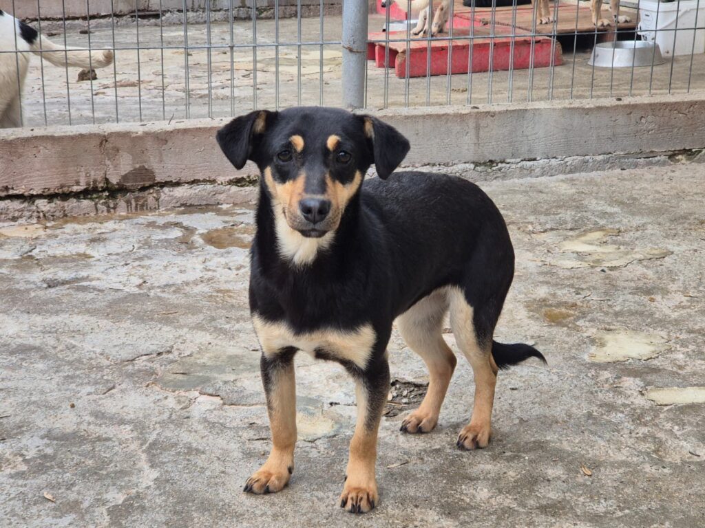 adoptiere Rüde Matti