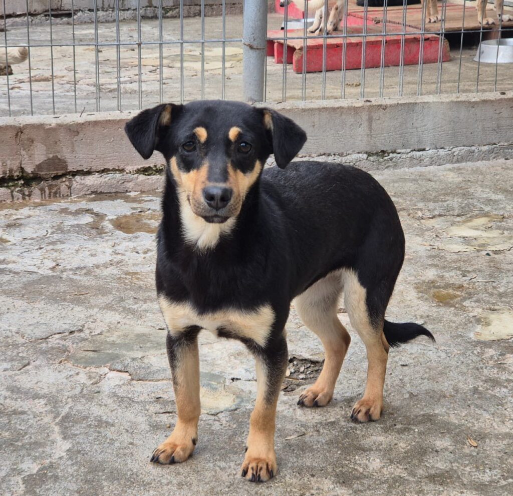 adoptiere Rüde Matti