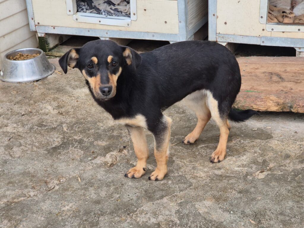 adoptiere Rüde Matti