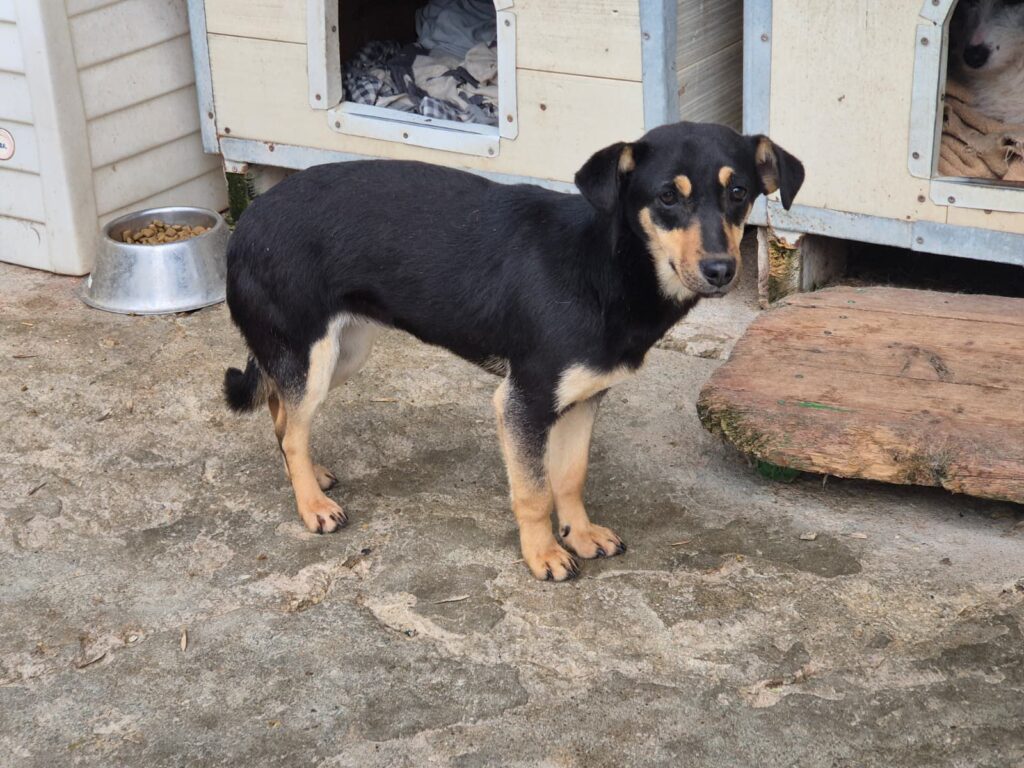 adoptiere Rüde Matti