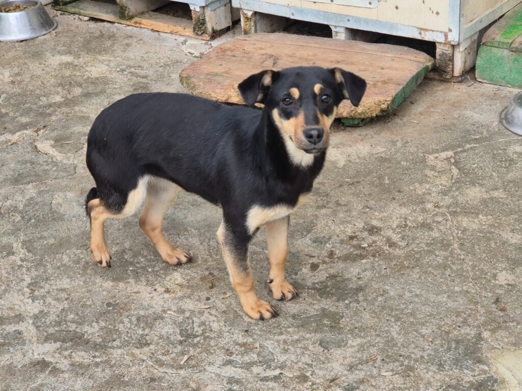 adoptiere Rüde Matti