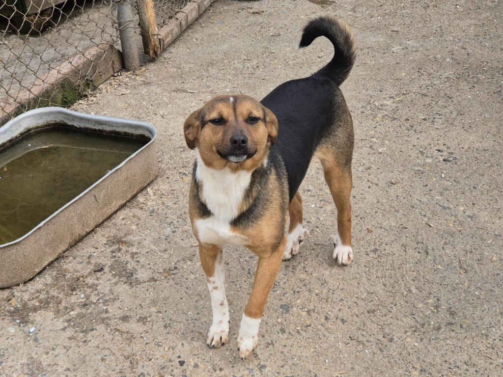 Adoptiere Hündin Bellini