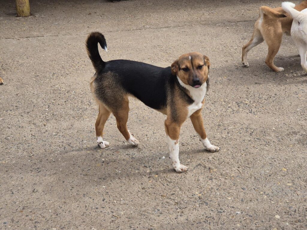 Adoptiere Hündin Bellini