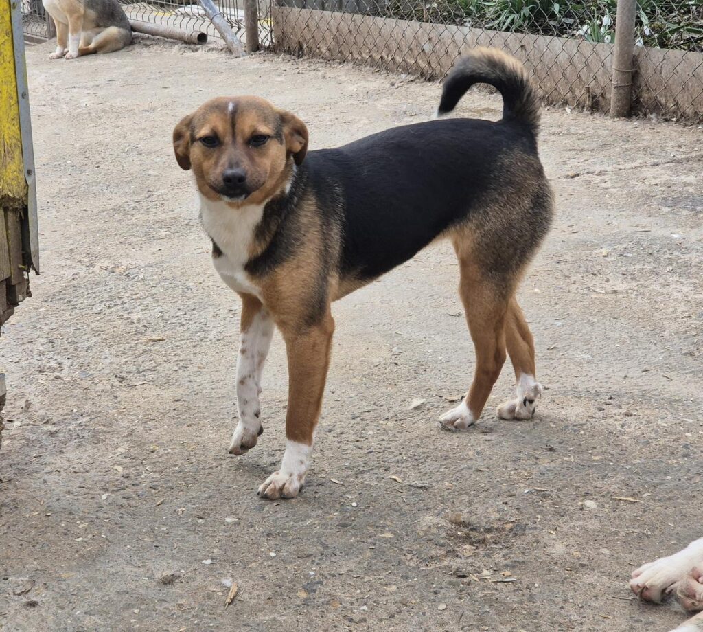 Adoptiere Hündin Bellini