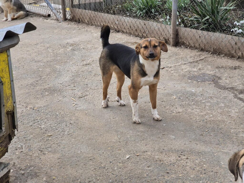 Adoptiere Hündin Bellini
