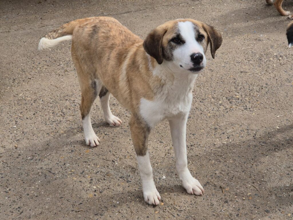 Adoptiere Rüde Summer