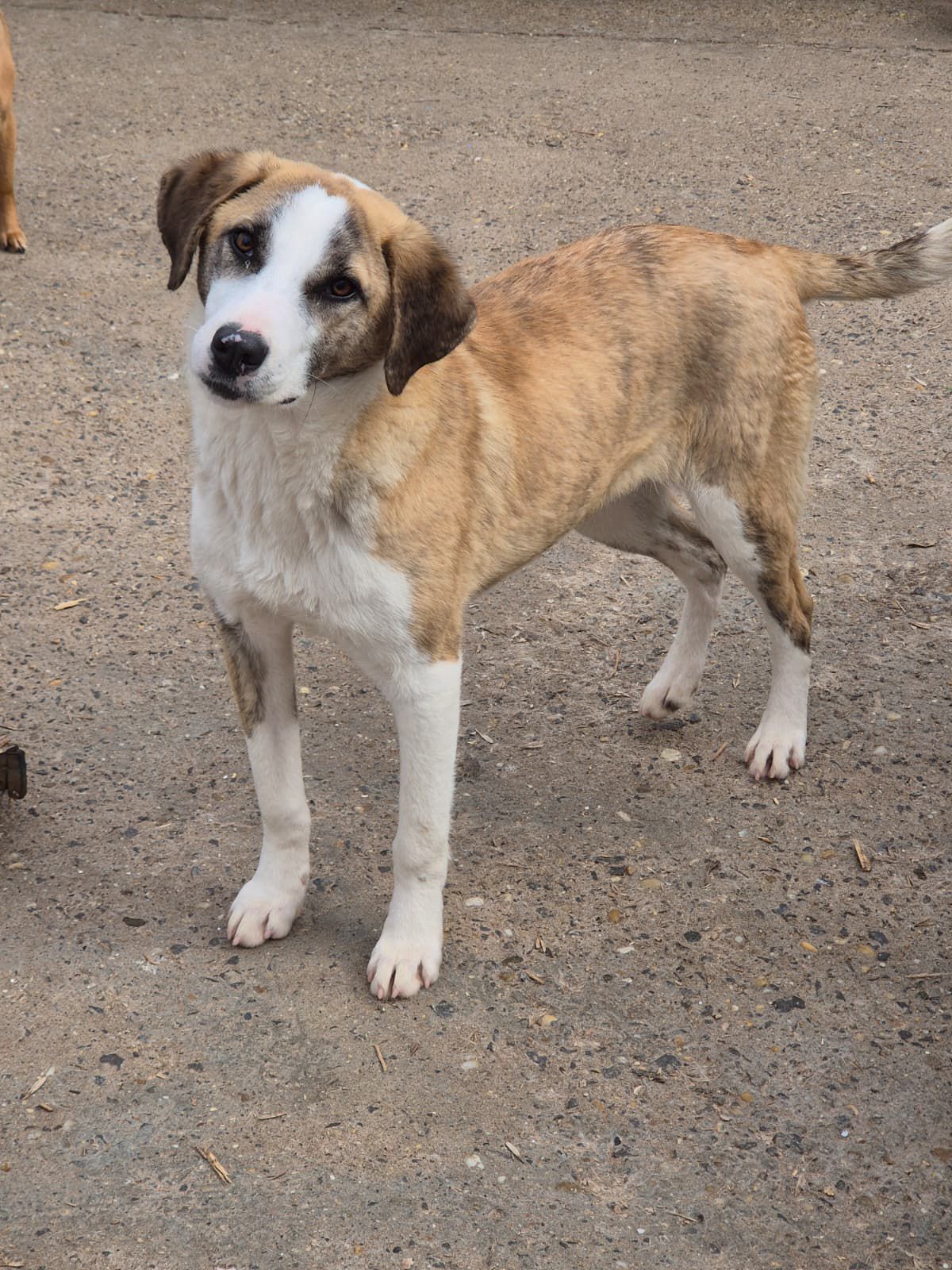 Adoptiere Rüde Summer