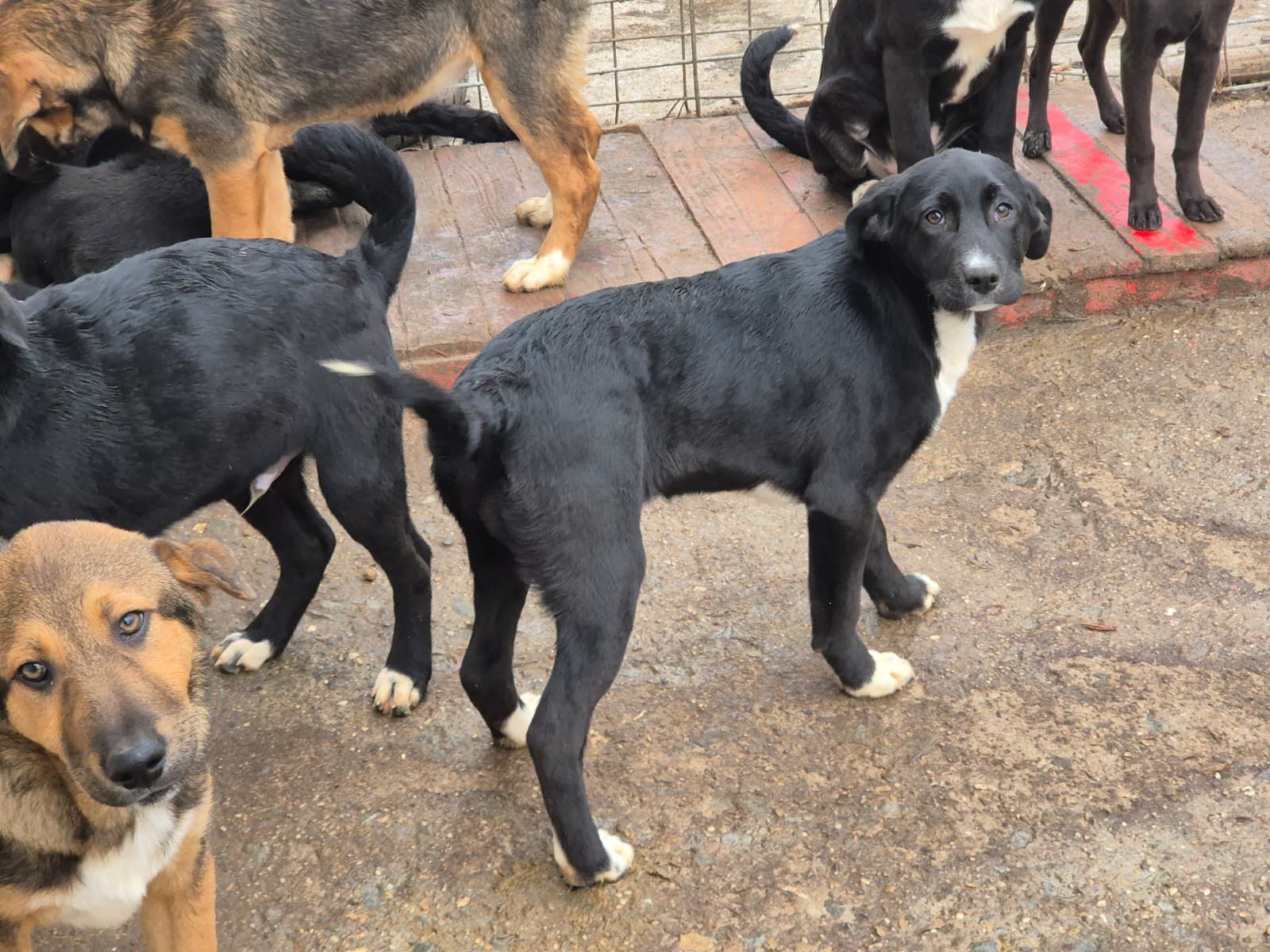 Adoptiere Hündin Charlene