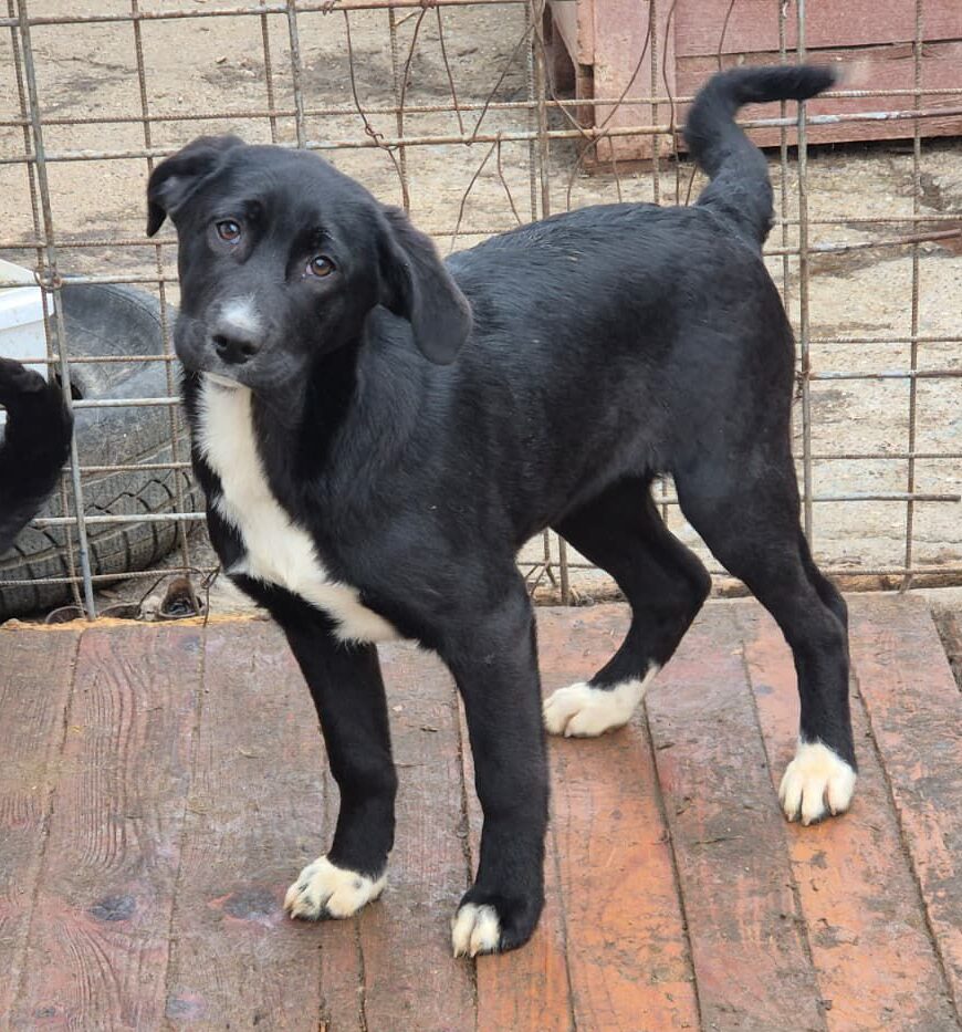 Adoptiere Hündin Charlene