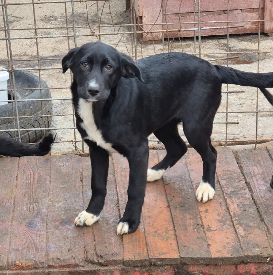 Adoptiere Hündin Charlene